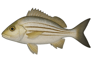 Goret - Haemulon plumierii