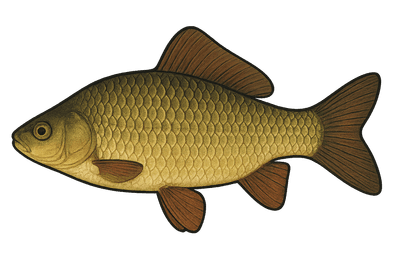 Carassin commun - Carassius carassius