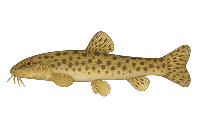 Loche franche - Barbatula barbatula