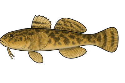 Gobie demi-lune - Proterorhinus semilunaris