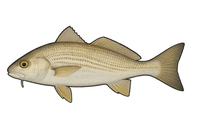 Ombrine côtière - Umbrina cirrosa