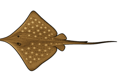 Raie long nez - Hypanus guttatus