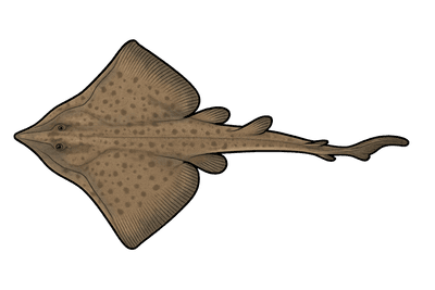 Pocheteau gris - Dipturus batis