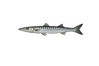 Bécune européenne - Sphyraena viridensis