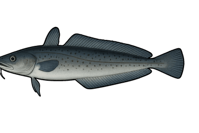 Lingue bleue - Molva dypterygia