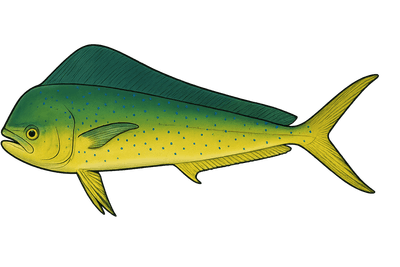 Coryphène - Coryphaena hippurus