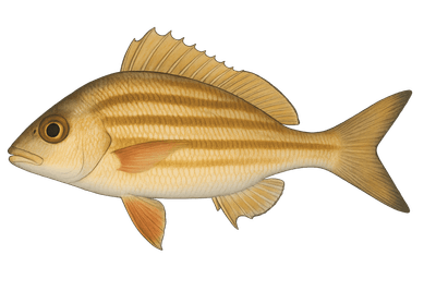 Grondeur rayé - Pomadasys incisus