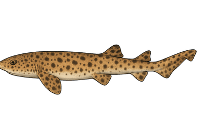 Grande roussette - Scyliorhinus stellaris