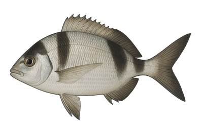 Sar à tête noire - Diplodus vulgaris