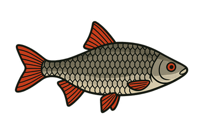 Gardon - Rutilus rutilus