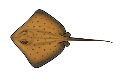 Raie pastenague - Hypanus americanus
