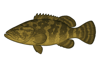 Mérou goliath - Epinephelus itajara