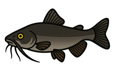 Poisson-chat - Ameiurus melas