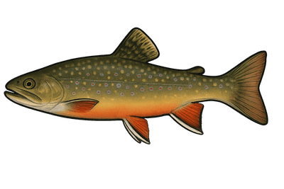 Saumon de fontaine - Salvelinus fontinalis
