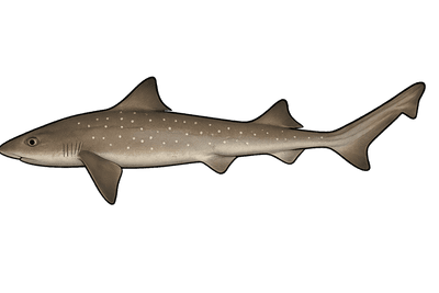 Émissole lisse - Mustelus mustelus