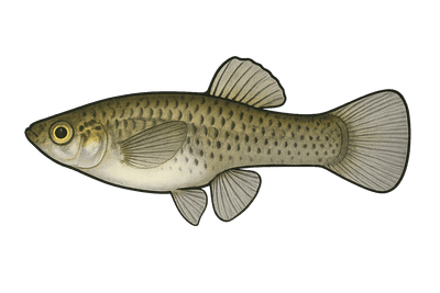 Gambusie - Gambusia holbrooki
