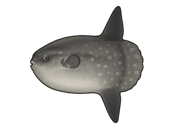 Poisson lune - Mola mola