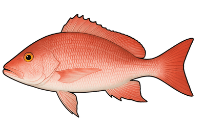 Carpe rouge - Lutjanus campechanus