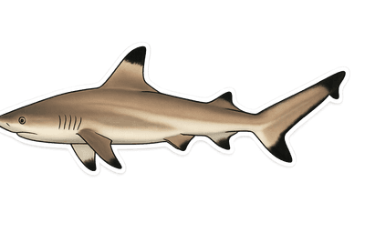 Requin pointes noires - Carcharhinus melanopterus