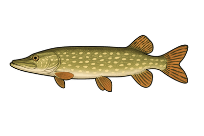 Brochet - Esox lucius
