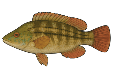 Crénilabre paon - Symphodus tinca