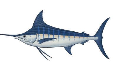 Marlin bleu - Makaira nigricans