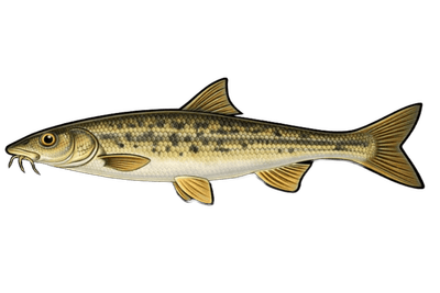 Barbeau méridional - Barbus meridionalis