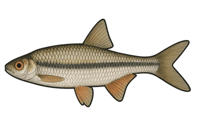 Spirlin - Alburnoides bipunctatus