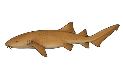Requin nourrice - Ginglymostoma cirratum