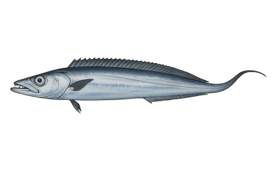Sabre argenté - Lepidopus caudatus