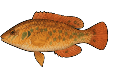 Crénilabre méditerranéen - Symphodus mediterraneus