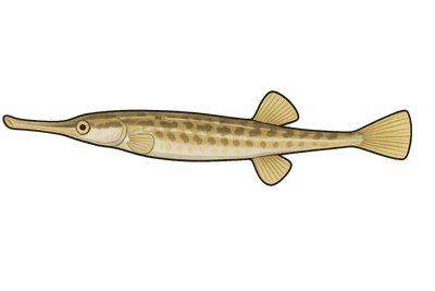 Syngnathe aiguille - Syngnathus acus