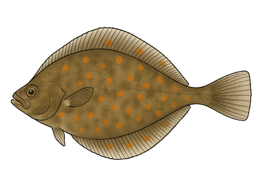 Plie - Pleuronectes platessa