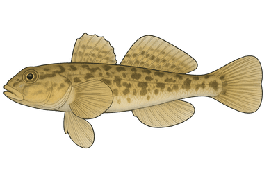 Gobie fluviatile - Neogobius fluviatilis