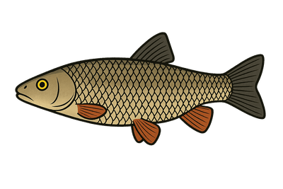 Chevesne - Squalius cephalus