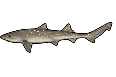 Émissole tachetée - Mustelus asterias