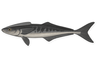 Rémora - Remora remora
