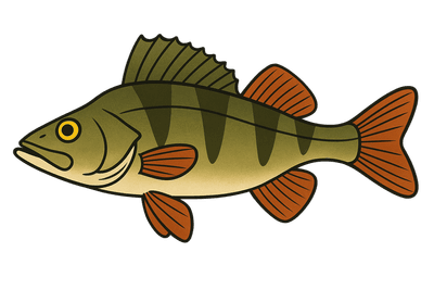 Perche commune - Perca fluviatilis