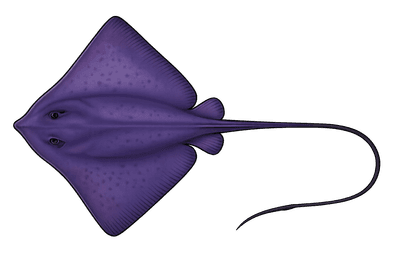 Raie pastenague violette - Pteroplatytrygon violacea