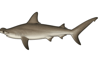 Requin-marteau commun - Sphyrna zygaena