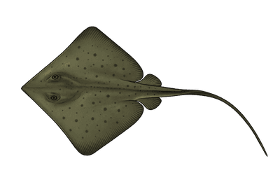 Pastenague commune - Dasyatis pastinaca