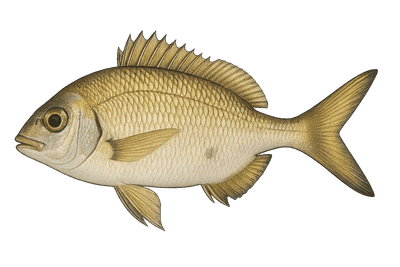Sparaillon - Diplodus annularis