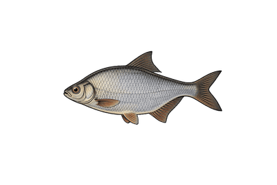 Brème - Abramis brama