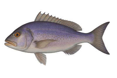 Denti - Dentex gibbosus
