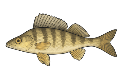 Perche goujonnière - Gymnocephalus schraetser