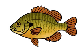 Perche-soleil - Lepomis gibbosus