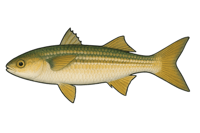 Mulet doré - Chelon auratus