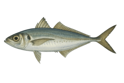Chinchard - Trachurus trachurus
