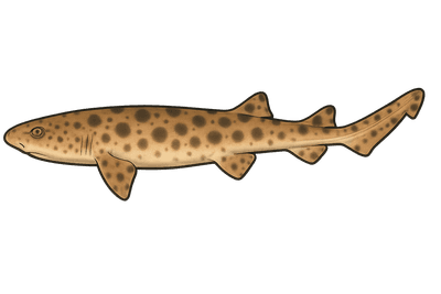 Roussette à grandes taches - Scyliorhinus stellaris stellaris