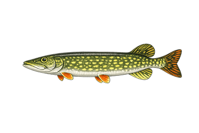 Brochet aquitain - Esox aquitanicus